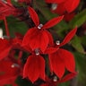 Lobelia Speciosa Starship Scarlet Cardinal Flower