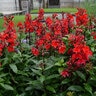 Lobelia Speciosa Starship Scarlet Cardinal Flower