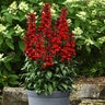 Lobelia Speciosa Starship Scarlet Cardinal Flower