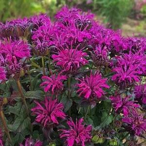 Monarda Didyma Sugar Buzz Rockin Raspberry Bee Balm