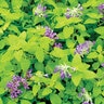 Nepeta Limelight Catmint