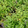 Nepeta Limelight Catmint