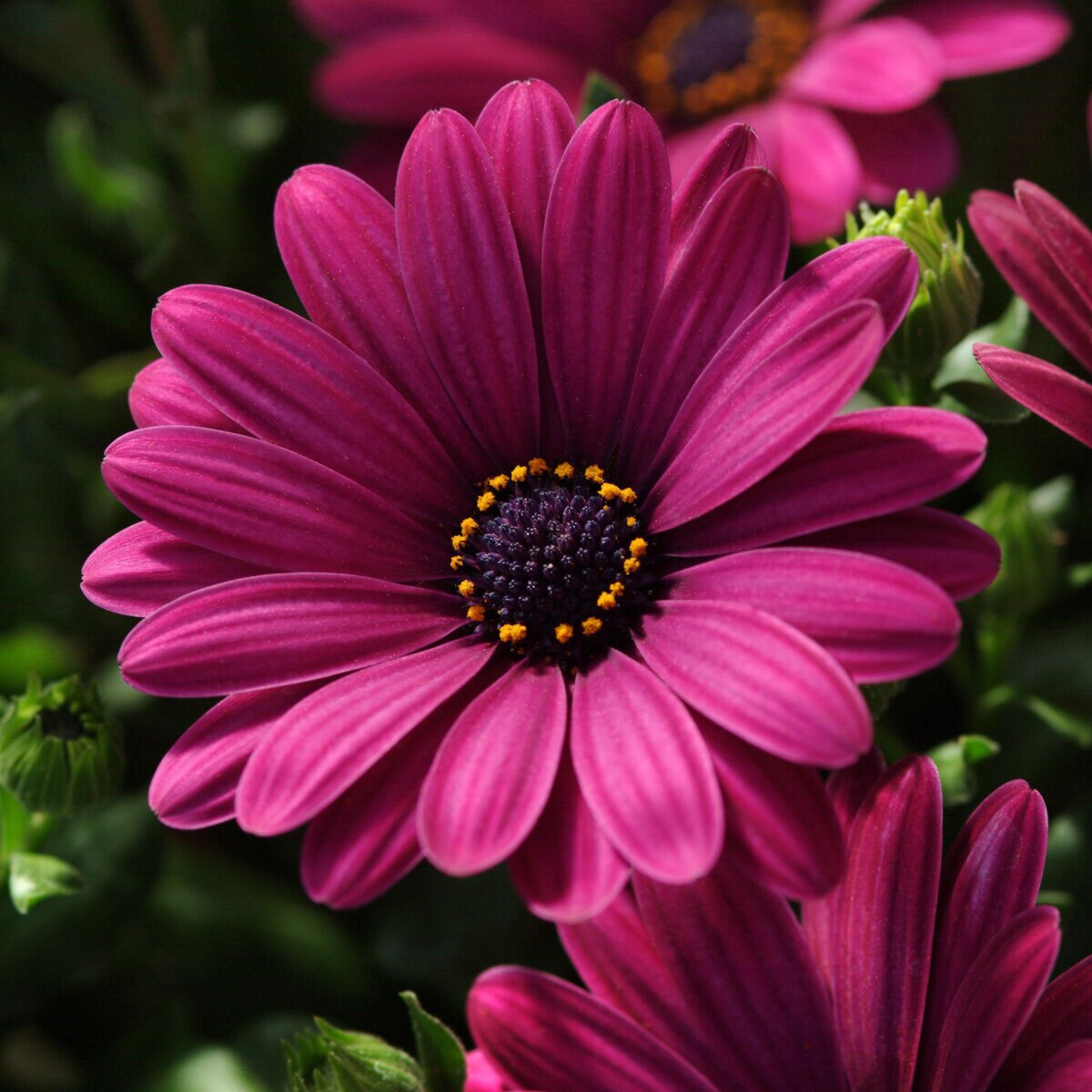 Dimorphotheca (Osteospermum) ecklonis Serenity Dark Purple African ...
