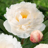 Paeonia Lactiflora Allan Rogers Peony