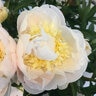 Paeonia Lactiflora Avalanche Peony
