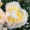 Paeonia Lactiflora Avalanche Peony