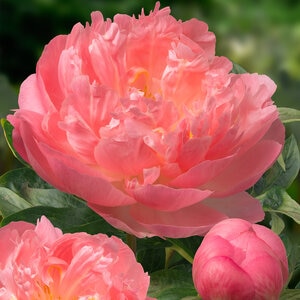 Paeonia X Pink Hawaiian Coral Peony