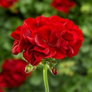 Pelargonium Interspecific Calliope Medium Dark Red Geranium