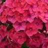 Phlox Paniculata Ka-Pow Pink Tall Phlox
