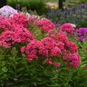 Phlox Paniculata Ka-Pow Pink Tall Phlox
