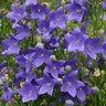 Platycodon Grandiflorus Fuji Blue Balloon Flower