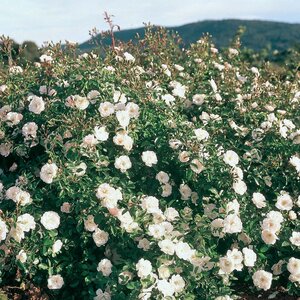 Rosa X White Dawn Climbing Rose