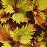 Solenostemon Scutellarioides Henna Coleus