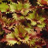 Solenostemon Scutellarioides Henna Coleus