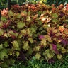 Solenostemon Scutellarioides Henna Coleus