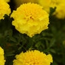 Tagetes Patula Hot Pak Yellow French Marigold