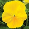 Viola X Wittrockiana Delta Premium Pure Lemon Pansy