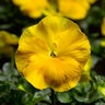 Viola X Wittrockiana Delta Premium Pure Yellow Pansy
