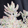 X Graptosedum Darley Sunshine