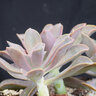 X Graptoveria Fred Ives Graptopetalum