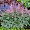 X Heucherella Pink Fizz Foamy Bells 2 gal. Container