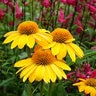 Echinacea X Sombrero Lemon Yellow Coneflower 2 gal. Container