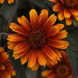 Heliopsis helianthoides Summer Eclipse Portfolio False Sunflower True 1 gal. Container