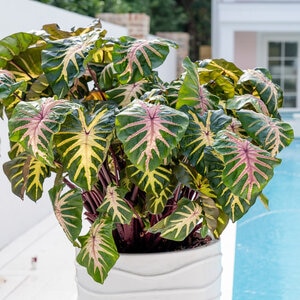 Colocasia Esculenta Royal Hawaiian Waikiki Portfolio Elephant Ear