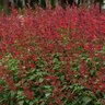 Salvia Splendens X Darcyi Roman Red Salvia