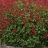 Salvia Splendens X Darcyi Roman Red Salvia