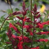 Salvia Splendens X Darcyi Roman Red Salvia