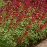 Salvia Splendens X Darcyi Roman Red Salvia