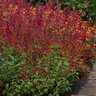 Salvia Splendens X Darcyi Roman Red Salvia