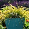 Lomandra longifolia Miner's Gold Mat Rush