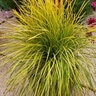 Lomandra longifolia Miner's Gold Mat Rush
