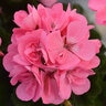 Pelargonium X Hortorum Fantasia Pink Zonal Geranium