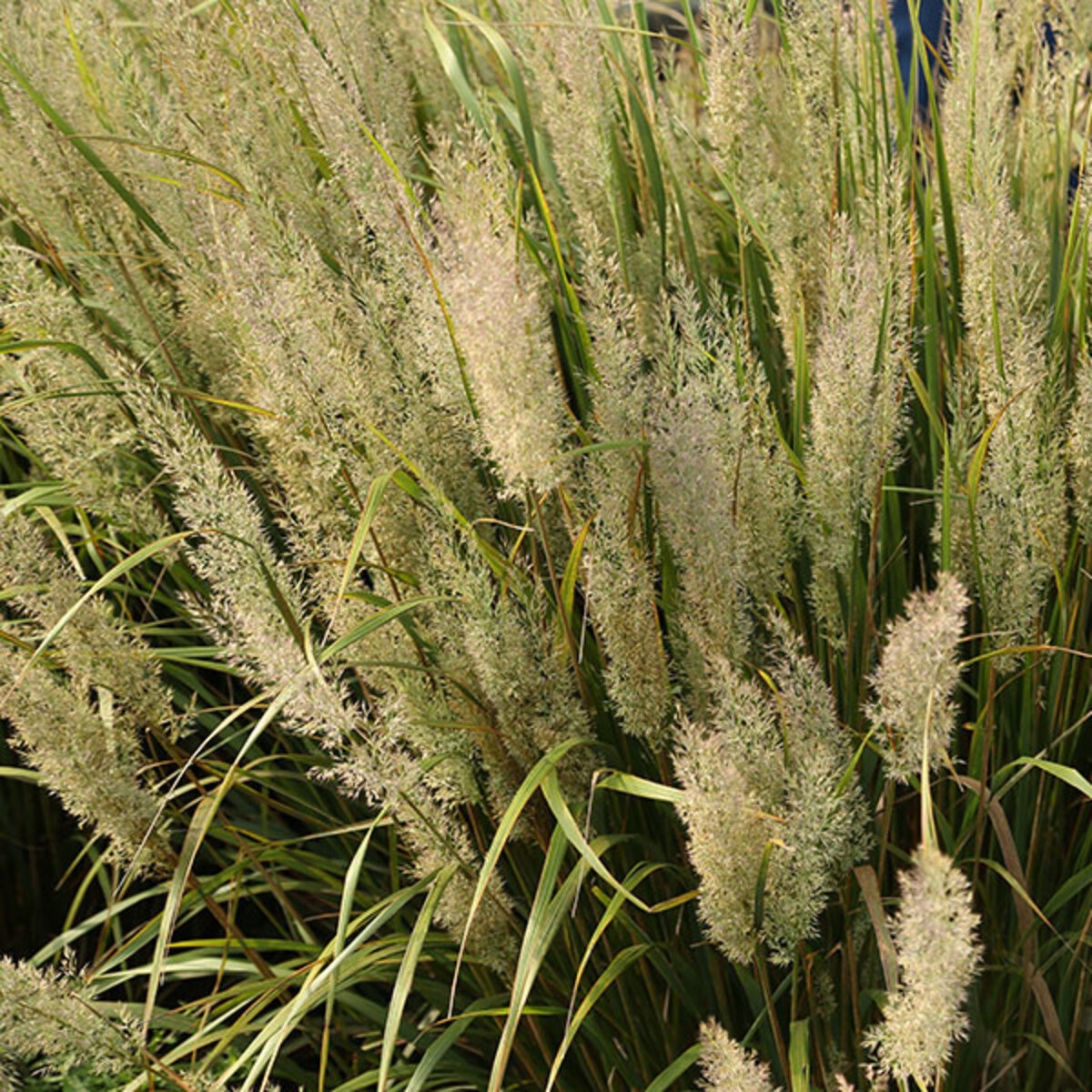 Calamagrostis Brachytricha Feather Fabulous Feather Reed Grass | SiteOne US