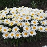 Leucanthemum Superbum Cream Puff Shasta Daisy