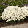 Leucanthemum Superbum Cream Puff Shasta Daisy