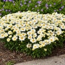 Leucanthemum Superbum Cream Puff Shasta Daisy