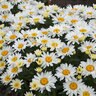 Leucanthemum Superbum Cream Puff Shasta Daisy