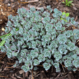 Hylotelephium (Sedum) cauticola Blueberry Pie Stonecrop 1 gal. Container