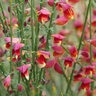 Cytisus Scoparius Sister Rosie Scotch Broom