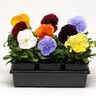 Viola X Wittrockiana Spring Matrix Clear Mixture Pansy