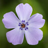Phlox Subulata GoldiPhlox Lavender Eye Creeping Phlox