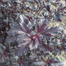 Physocarpus Opulifolius Minall2 Black Jack Ninebark