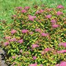 Spiraea Japonica Empire Northern Lights Spirea