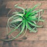 Tillandsia Xerographica Air Plant