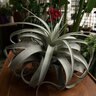 Tillandsia Xerographica Air Plant