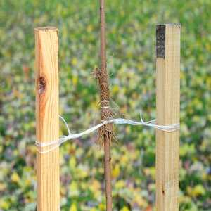 Plow Tree Stake 4 ft. 